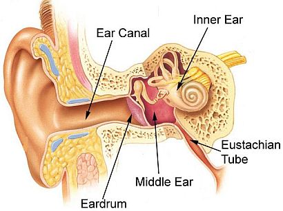 Causes of Tinnitus