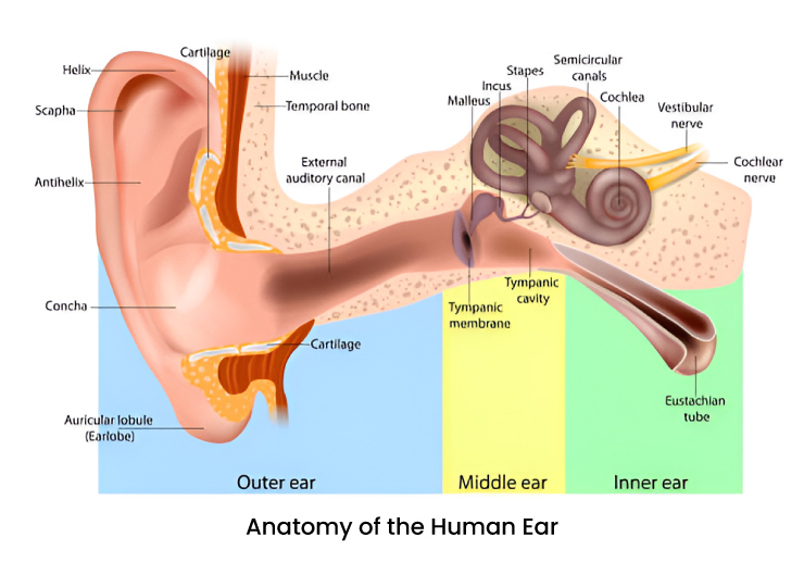 Human ear