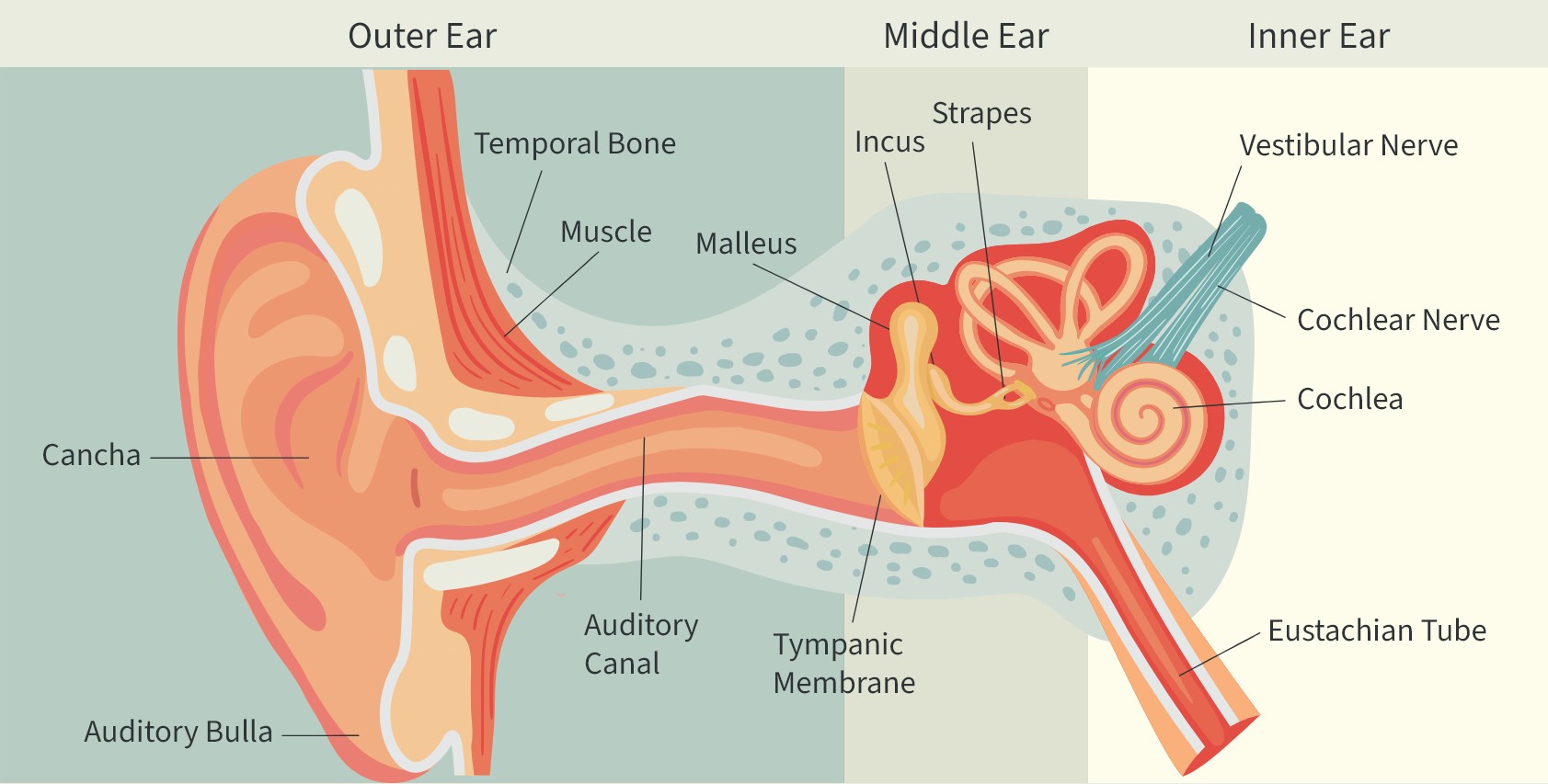 Anatomy of the ear