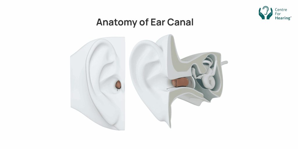 Ear Canal Anatomy-1